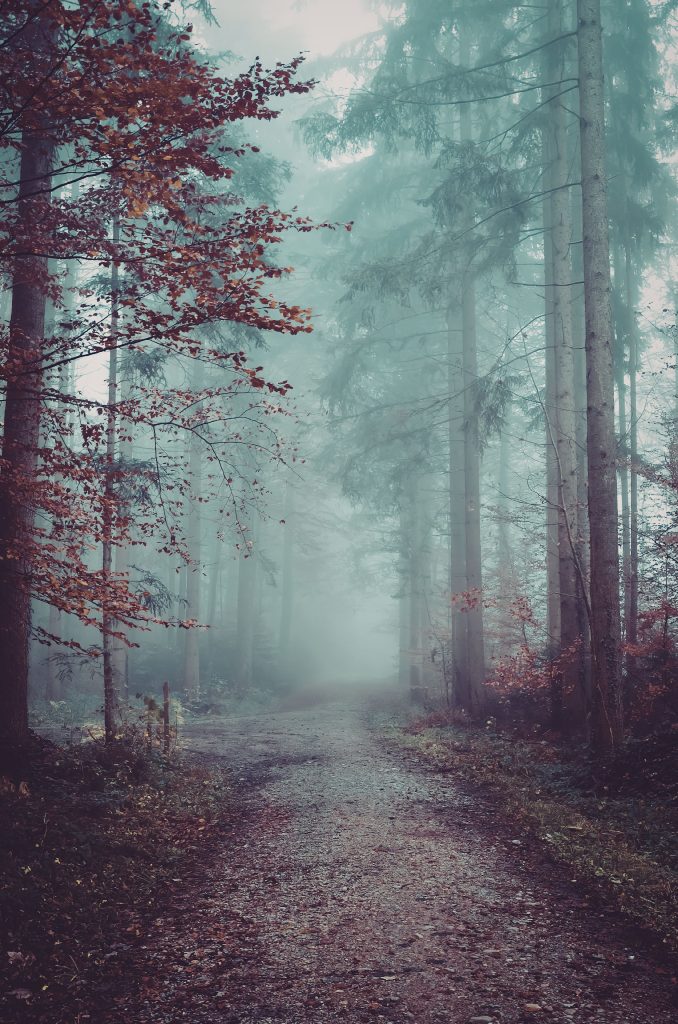 Forest path disappearing into fog representing feelings of being misunderstood as a Christian